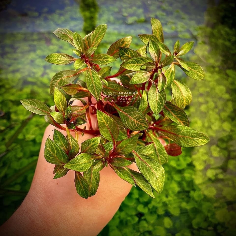 Ludwigia Rubin - Red Skeleton - Aquarium Plant - photo 2