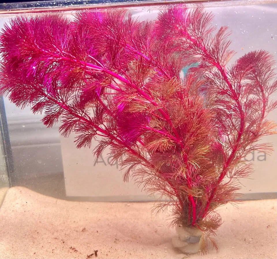 Cabomba Furcata Purple - Aquarium plant