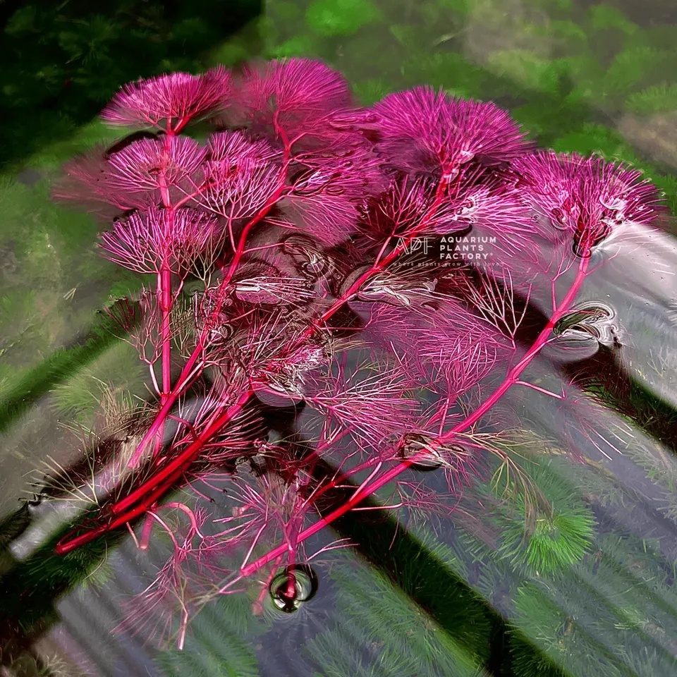 Cabomba Furcata Purple - Aquarium plant - photo 2