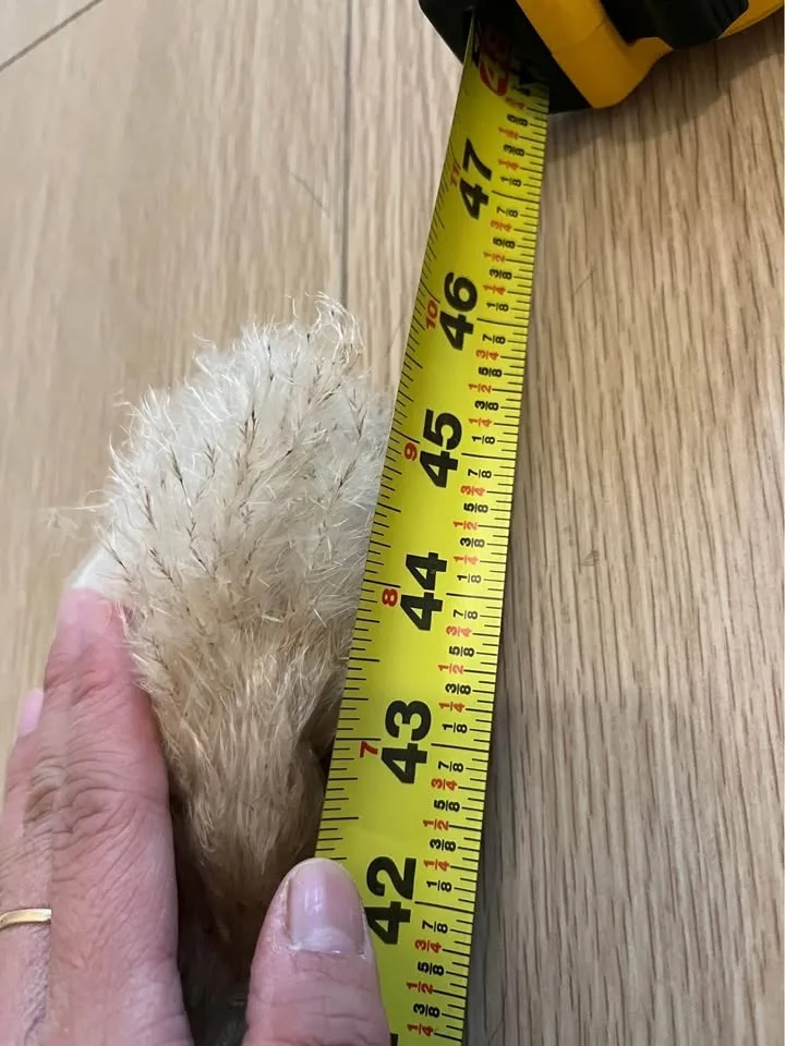 46” 7 pcs Pampas Grass Decor Tall, Natural Pompas Grass... image indicator(6)