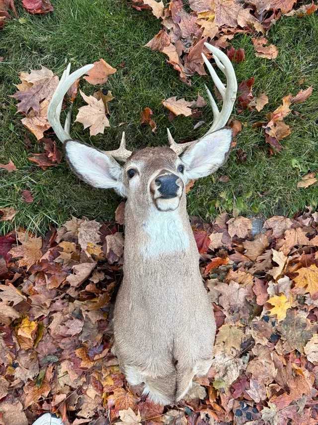 White tail deer wall mount image indicator(2)