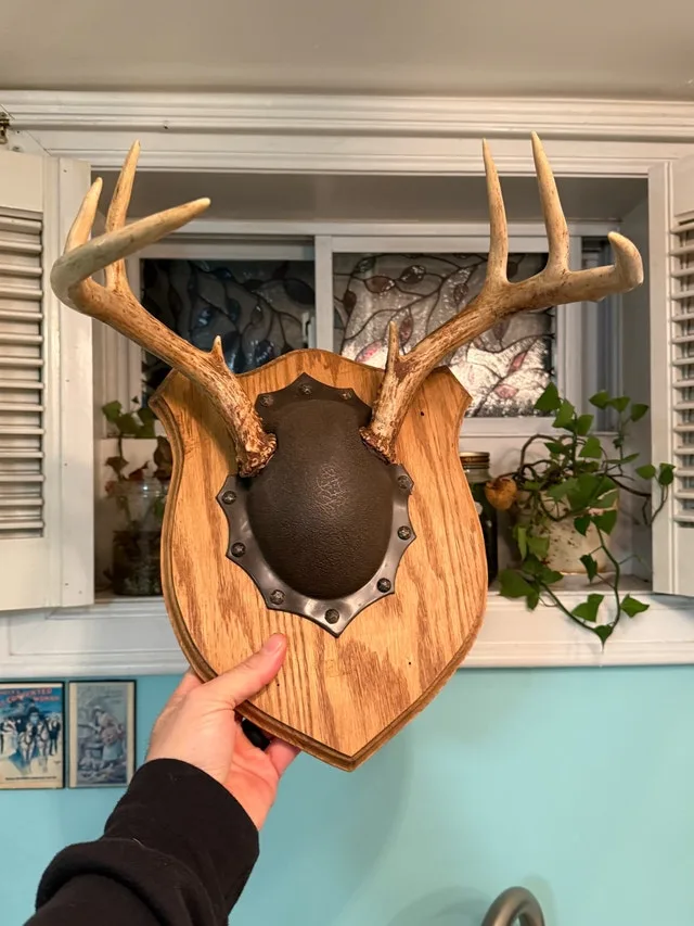 White tail deer antler mount
