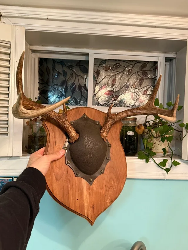 White tail deer antler mount. image indicator(2)