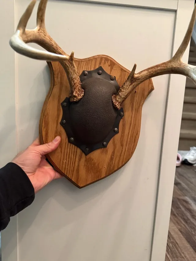 White tail deer antler mount. image indicator(3)