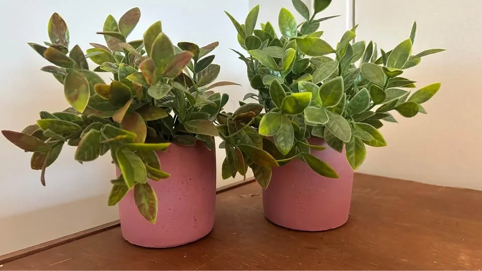 2 small fake plant pink pot image indicator(2)