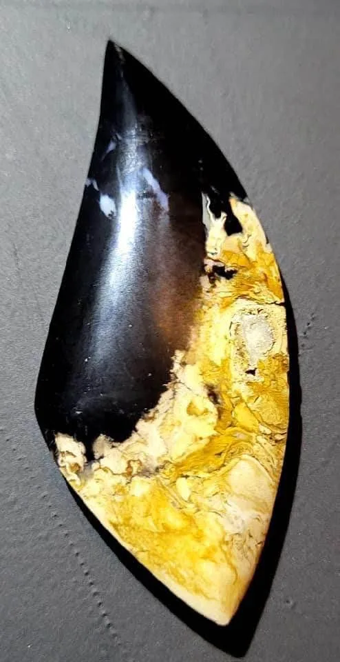 Palm Root Fossil cabochons - Hand Cut and Polished - RARE - image indicator(6)