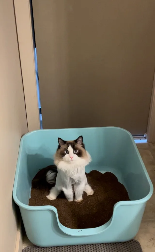 Extra Extra Large Cat Litter Box for big cats image indicator(3)