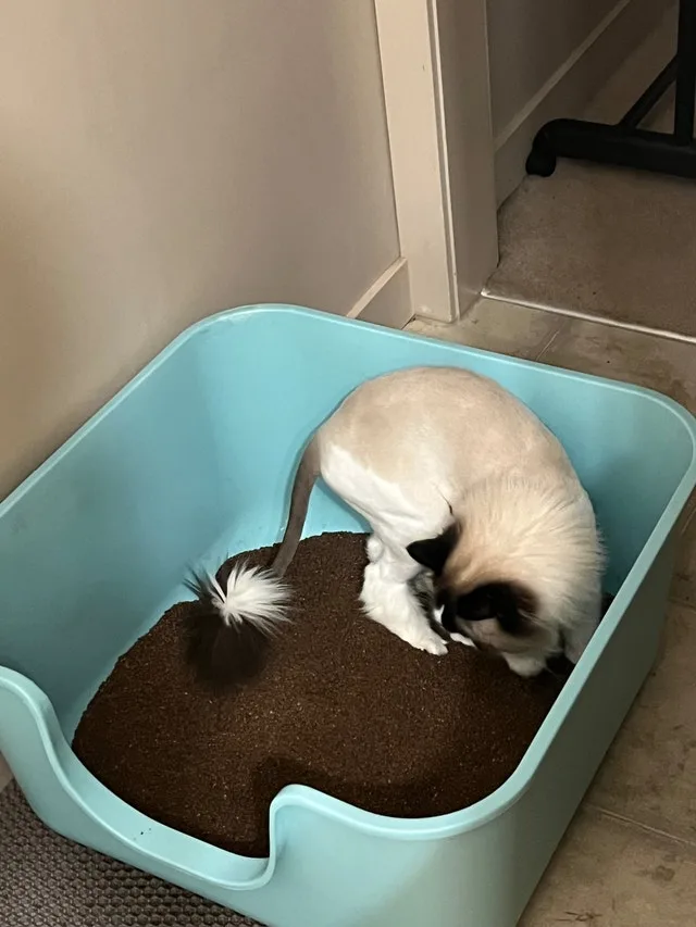 Extra Extra Large Cat Litter Box for big cats image indicator(4)