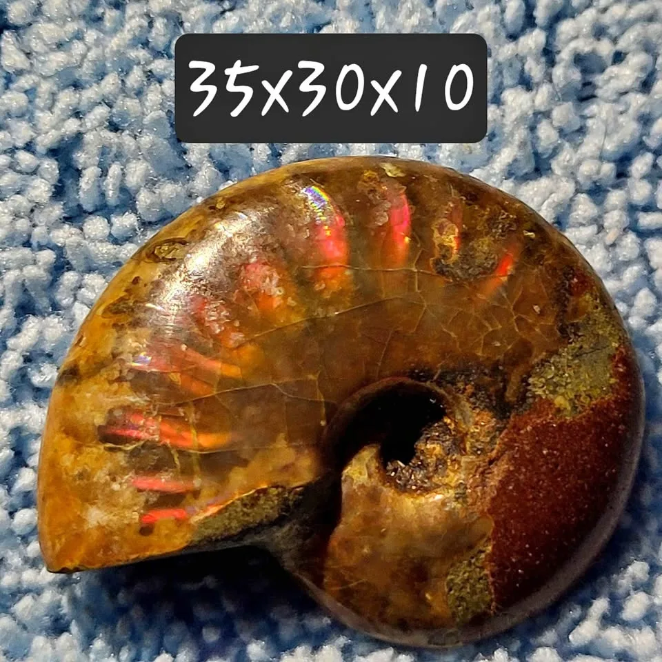 Beautiful flashy ammonite.