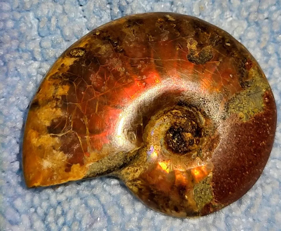 Beautiful flashy ammonite. image indicator(2)