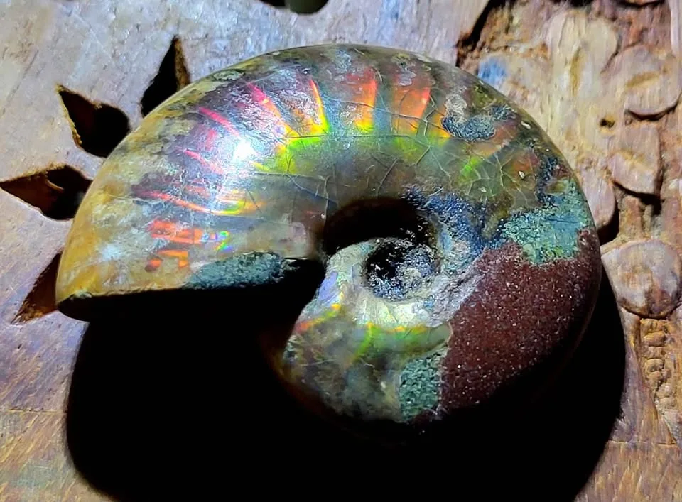 Beautiful flashy ammonite. image indicator(3)