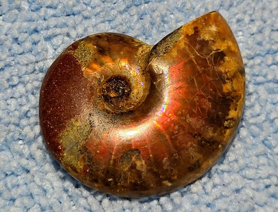 Beautiful flashy ammonite. image indicator(4)