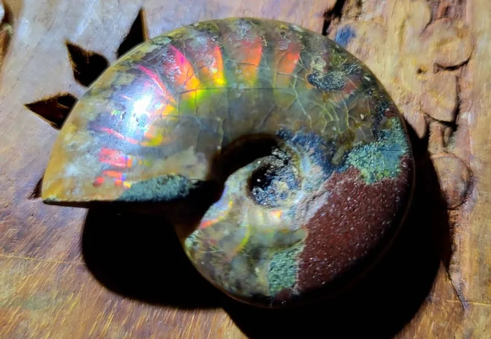Beautiful flashy ammonite. image indicator(5)