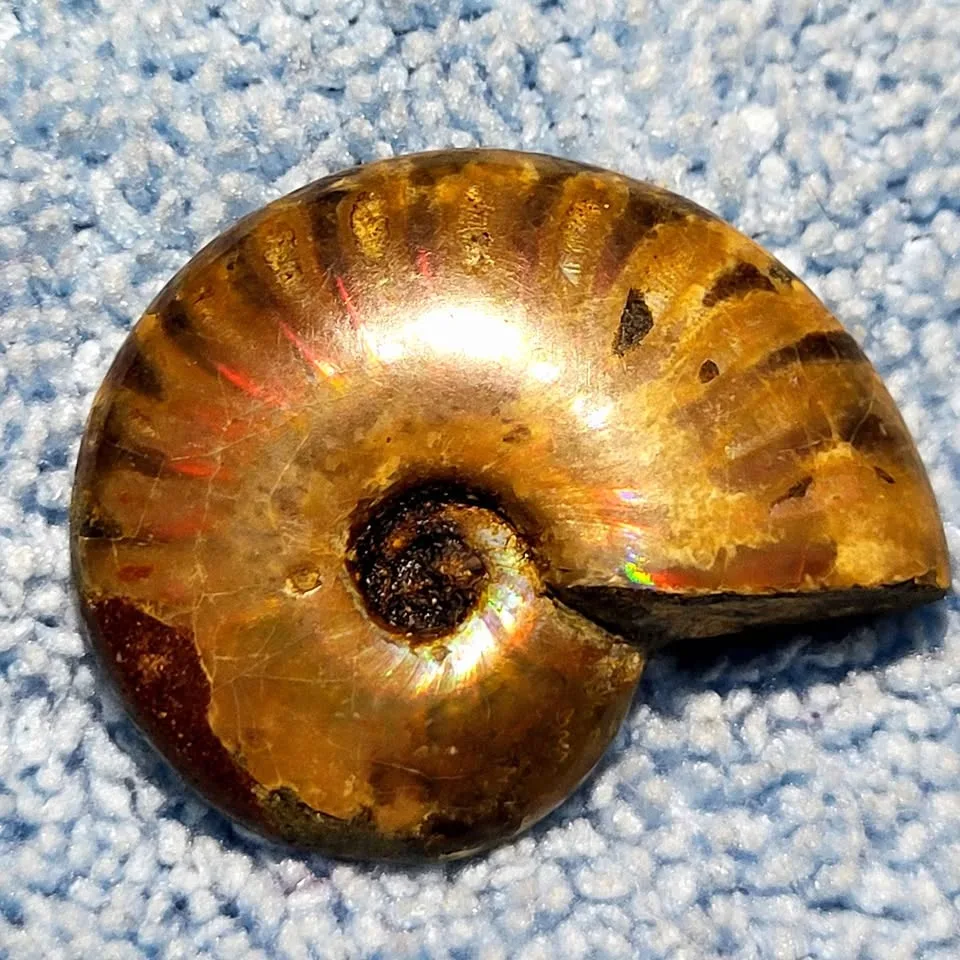 Beautiful flashy ammonite. image indicator(6)