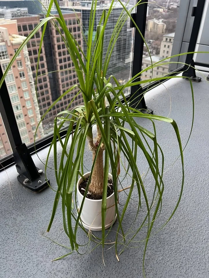 Pony Tail Palm image indicator(3)