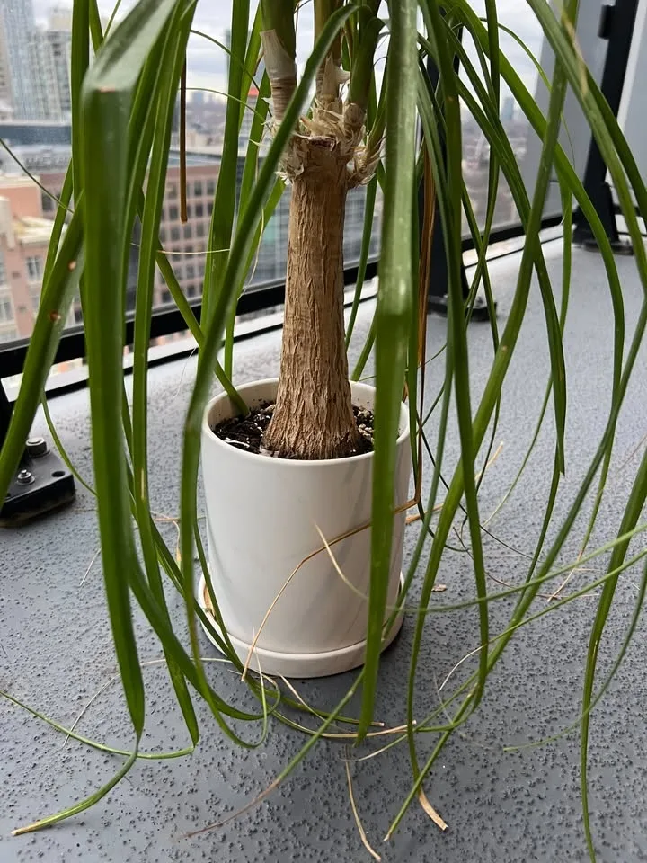 Pony Tail Palm image indicator(4)