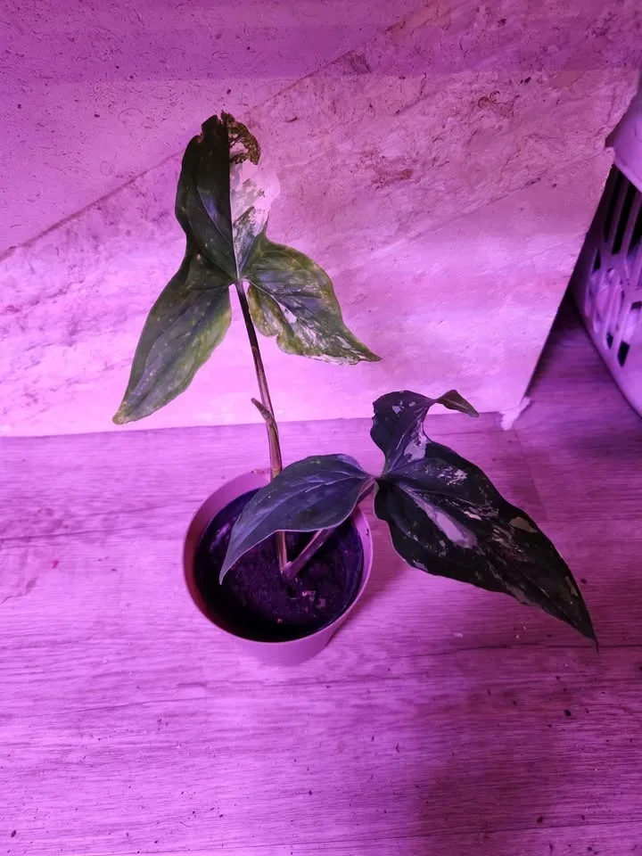 Syngonium albo image indicator(3)