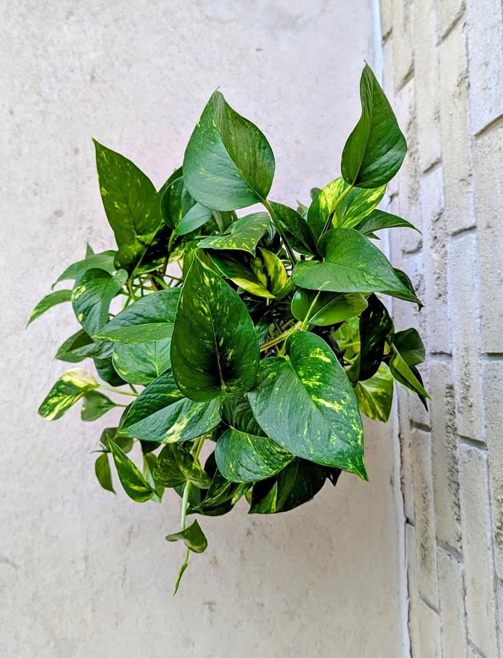 Large Pothos Plant With Pot - Homegrown - photo 2