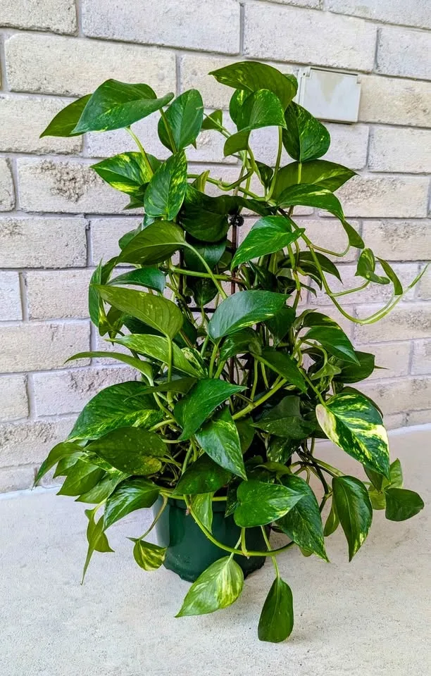 Large Pothos Plant With Pot - Homegrown