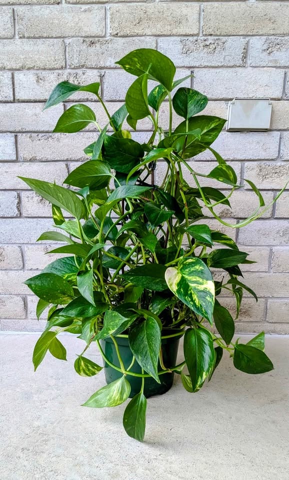 Large Pothos Plant With Pot - Homegrown - photo 3