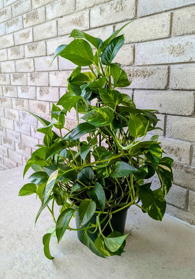 Large Pothos Plant With Pot - Homegrown - photo 4