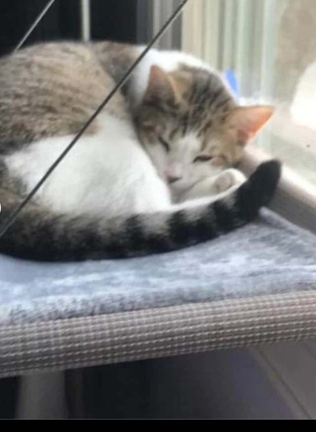 PEFUNY Cat Hammock image indicator(2)