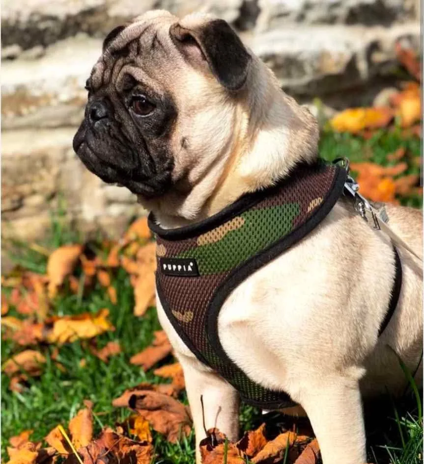 New Over-the-Head Mesh Dog Harness image indicator(2)