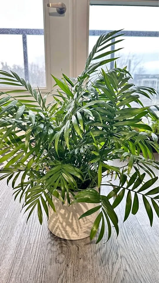 Interior plants for sale