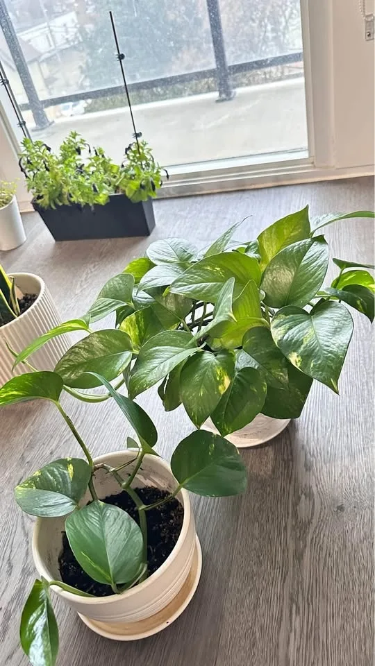 Interior plants for sale image indicator(2)