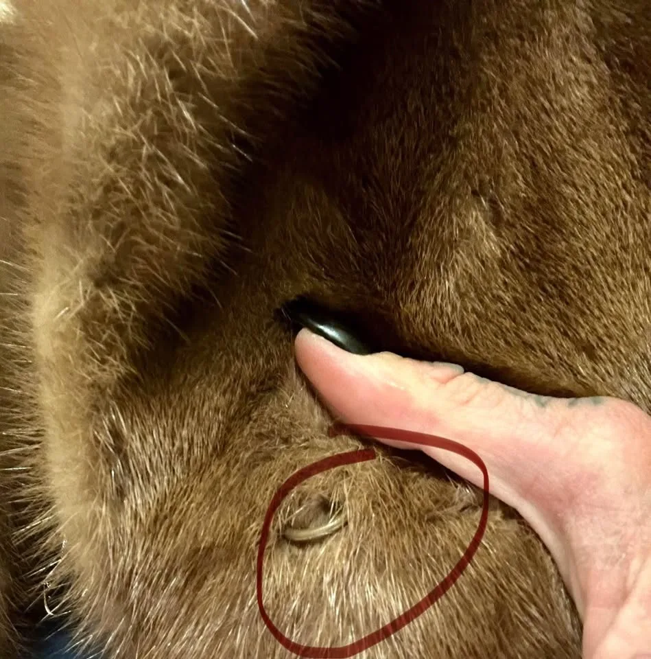 SAGA MINK COAT, BEAUTIFUL DARK BROWN - Size M image indicator(3)