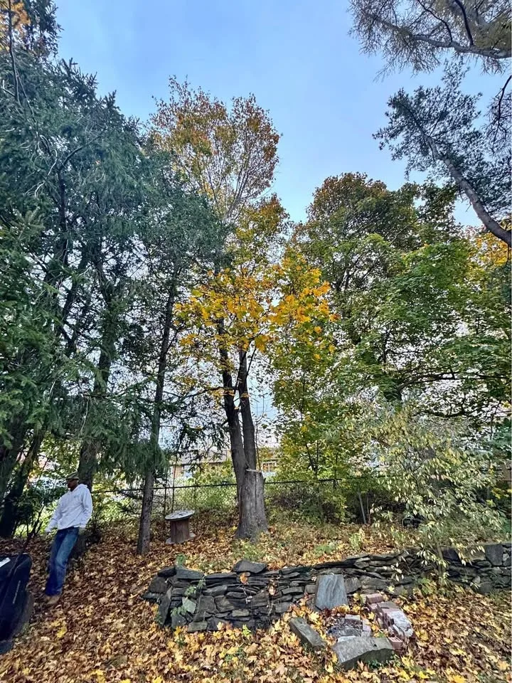 Need tree work before winter? I’ll cut your trees!