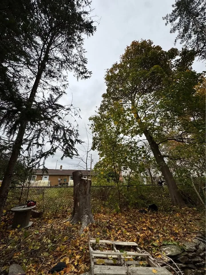 Need tree work before winter? I’ll cut your trees! image indicator(2)