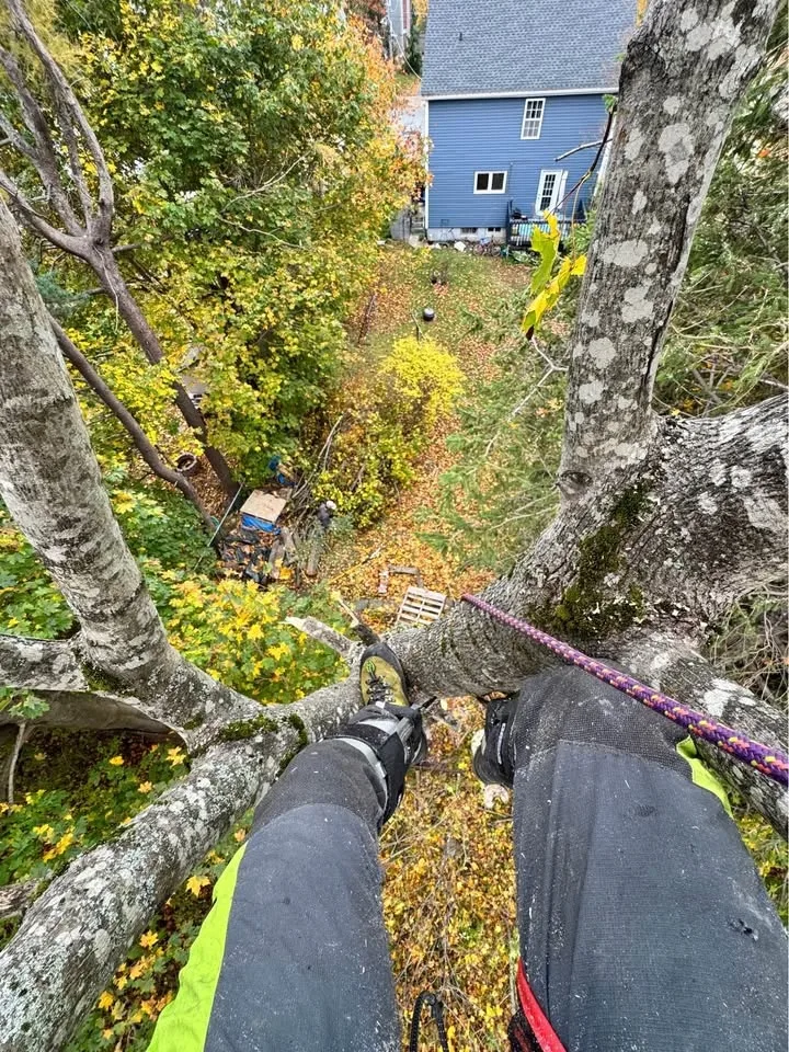 Need tree work before winter? I’ll cut your trees! image indicator(3)