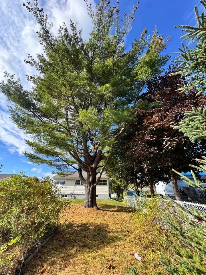 Need tree work before winter? I’ll cut your trees! image indicator(4)