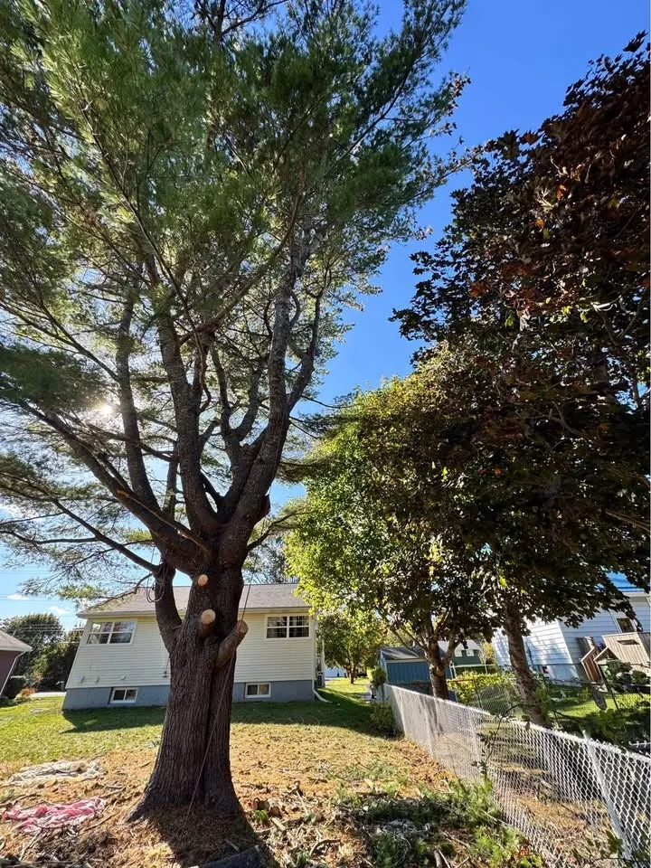 Need tree work before winter? I’ll cut your trees! image indicator(5)