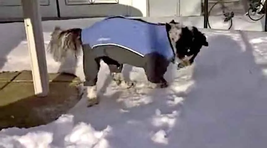 Full body one-piece dog snowsuit image indicator(3)
