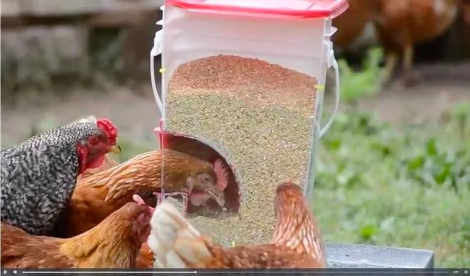 Heated poultry fountain, chicken coop supplies feeder water nipp image indicator(9)