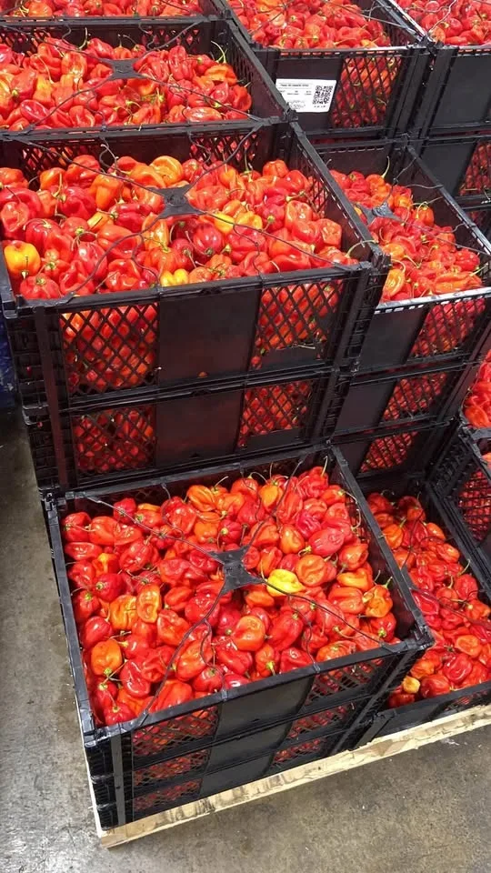 Hot pepper 4lb/ 8lb image indicator(2)