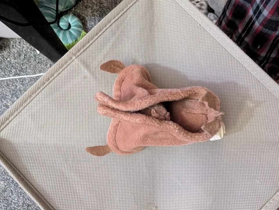 Beanie Baby image indicator(8)