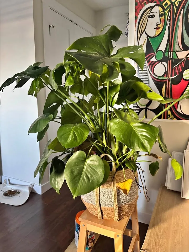 Monstera plant