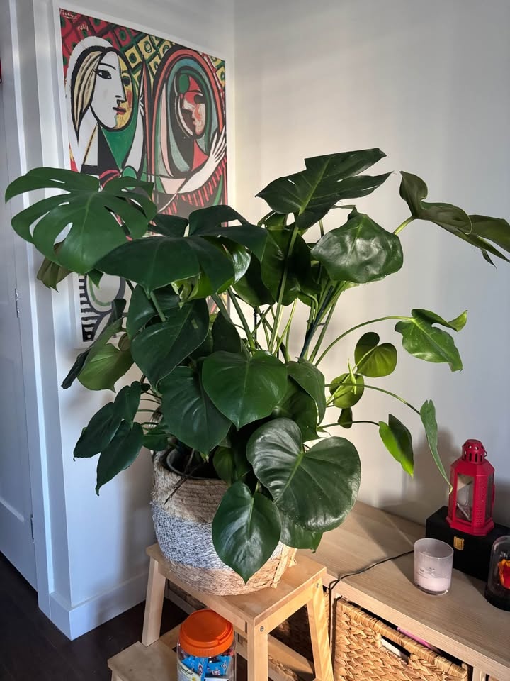 Monstera plant - photo 2
