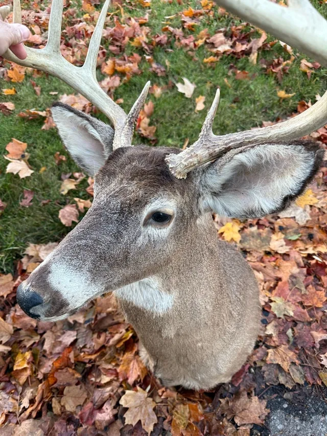 White tail deer wall mount