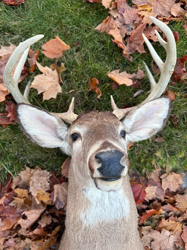 White tail deer wall mount image indicator(3)