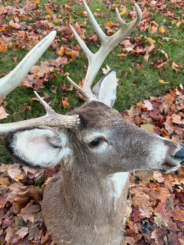 White tail deer wall mount image indicator(4)