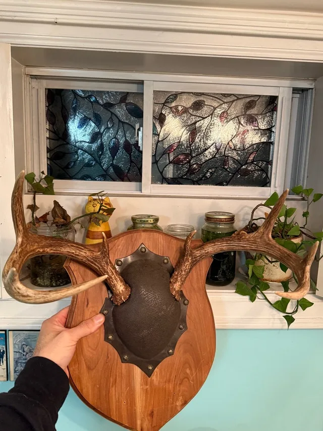 White tail deer antler mount.