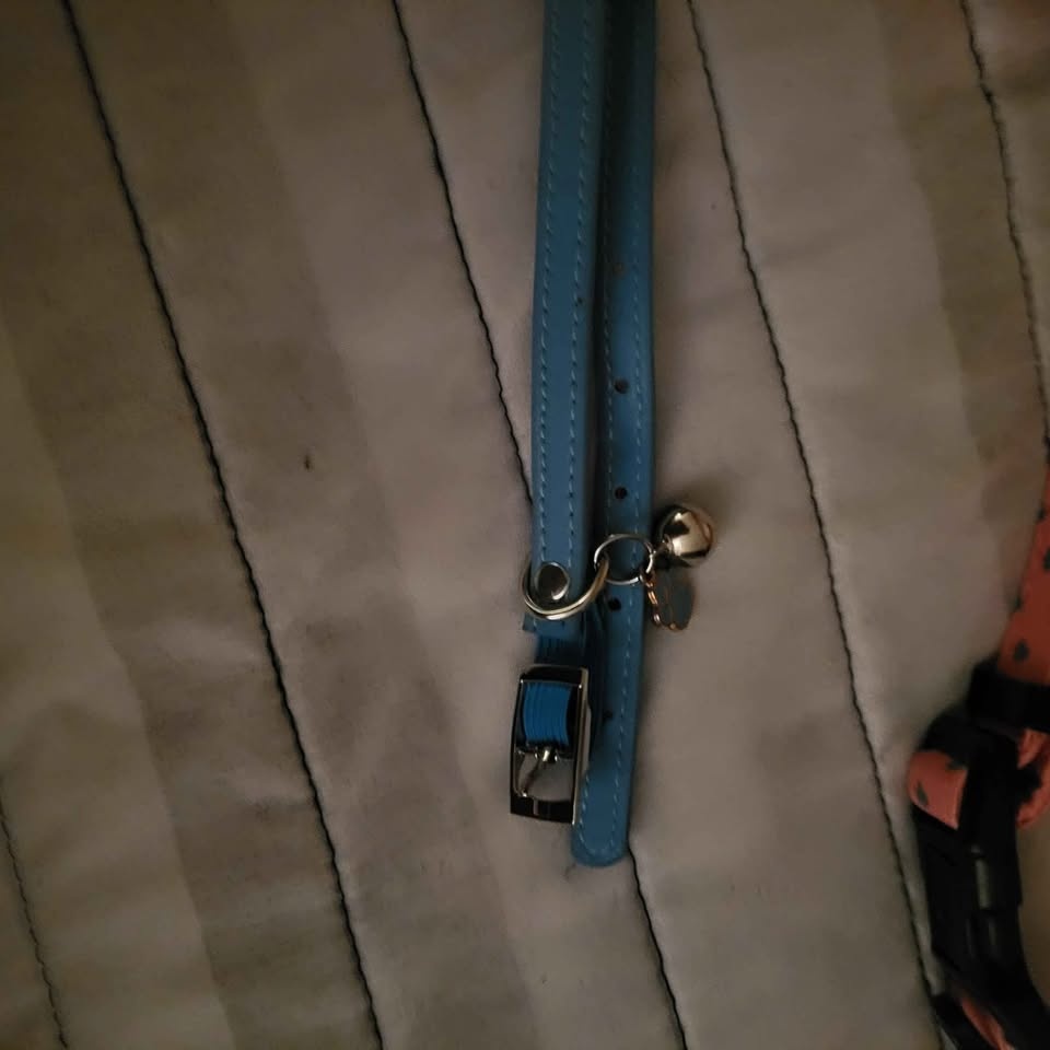 Dog collars / cat collars - photo 4