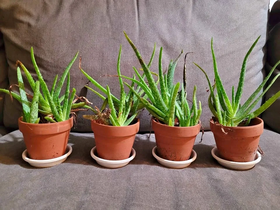 Mini Aloe Plant Set - 4 in Pots with Saucers