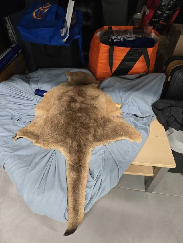 kangaroo skin rug