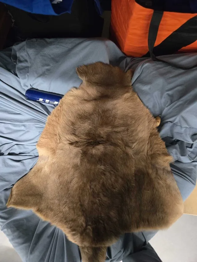 kangaroo skin rug image indicator(2)