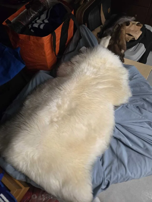 sheepskin rug